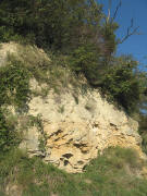 L�� - Am S�dende des Tunibergs oberhalb Munzingen am 25.10.2008