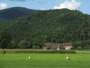 Blick nach Norden zum Baldenweger Hof am 7.9.2008 - zwei St�rche
