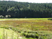Blick nach S�den �ber das Moorgebiet zur WInterseite des Haslachtals am 9.9.2008