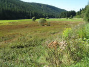 Blick nach Westen �ber das Moorgebiet Falkenmatten im Haslachtal am 9.9.2008