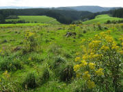 Blick nach Westen �ber "Im Grund" in Richtung G�tenbach am 13.8.2008