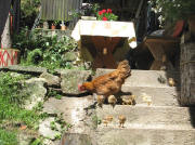 Die Glucke mit 9 Jungen bei Lupfers im Kilpen am 13.8.2008 - links der Treppe EM und rechts VS