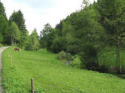 Blick nach Osten in den Schweigbrunnen kurz nach dem Hinterbauernhof am 7.9.2008