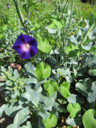 Kartaus-Garten am 27.8.2009: Blaue Zaunwicke mit Brokoli
