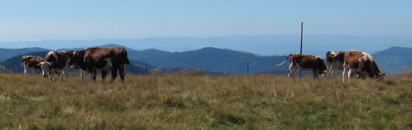 Blick nach Süden auf dem Feldberg-Gipfel am 31.8.2009