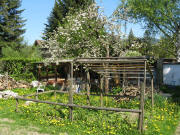 Der Apfel bl�ht am Hummelhof 1.5.2009