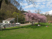 Blick nach Nordosten am Sandfang am 9.4.2009: Wasserkraftwerk, Radweg, bl�hende japanische Kirschen 
