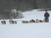 Gespann mit neun Huskys auf dem Schwarzenbach-Trail am Gatter 27.1.09