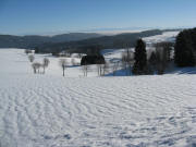 Blick nach S�dosten zwischen Staufen und Sch�nenbach am 9.1.200