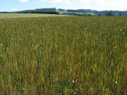 Blick nach S�den oberhalb Rufenh�usle auf der Steig am 26.7.2009