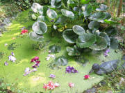 Gartenteich am 22.7.2009: Wasserlinsen, Seerosen, Plastikente und Gladiolen (die reingeworfen wurden)