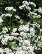 Baldrian am 30.5.2009