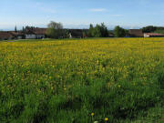 Blick nach S�den �ber Buggenried zu den Alpen am 17.5.2009 - L�wenzahn �berall