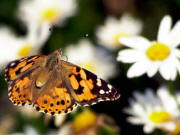 Distelfalter im Fr�hjahr 2009