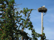 Die Ebneter St�rche am 7.6.2009; Die Kirschen sind reif