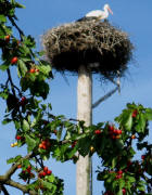Die Ebneter St�rche am 7.6.2009; Die Kirschen sind reif