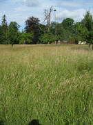 Blick nach S�dwesten am 7.6.2009 im Ebneter Schlosspark: Hohes Gras