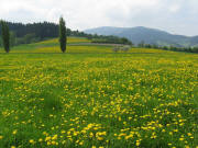 Blick nach S�dwesten zum Giersberg �ber bl�henden L�wenzahn am 1.5.2009