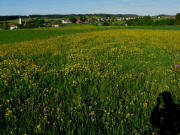 Blick vom �u�eren Kapfweg nach S�dwesten auf Grafenhausen am 17.5.2009