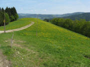 Blick nach Norden �ber die Immi mit L�wenzahn am 1.5.2009