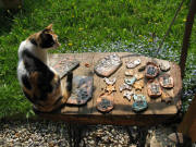 Katze auf dem Keramik-Tisch mit Vergißmeinnicht am 3.5.2009