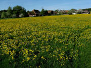 Blick nach Westen auf Rippoldsried am 17.5.2009