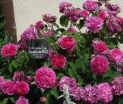 Charles des Milles - Historische Rose am 30.5.2009 an der Johanneskapelle