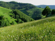 Blick vom Sch�neckhof am Sittener Berg nach S�den zum Bromb�hl am 18.5.2009