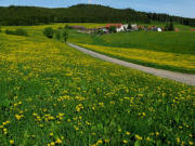 Blick nach Norden �ber den Alten Staufer Weg von Brenden kommend auf Staufen am 17.5.2009