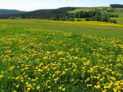 Blick �ber den Karl-Carstens-Weg bei Sch�nenbach nach S�den auf Staufen am 17.5.2009