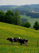 Tele-Blick nach Osten auf St.M�rgen (links) am 14.5.2009