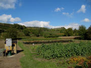 Blick nach Norden zum Kaiserstuhl bei Wasenweiler 15.10.2009 - Blumen