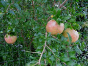 Granat�pfel in Colle Alto near Trevi - noch unreif