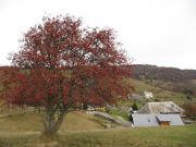 Blick nach Norden �ber Hofsgrund zum Schauinsland am 31.10.09 - Vogelbeere