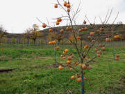 Kakibaum am 17.11.2009: Bräunliche reife und gelbe unreife Früchte