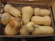 K�rbis Butternuss am 14.11.2009