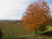 Blick vom H�henweg an der Landeck nach Westen am 28.10.2009  - Herbst
