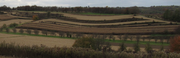 Blick nach S�dwesten �ber Maisfelder bei Ettenheimweiler am 26.10.2009 - rechts oben der Heubergturm