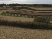 Blick nach S�dwesten �ber Maisfelder bei Ettenheimweiler am 26.10.2009