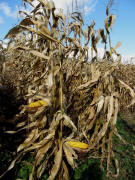 Am Kaiserstuhl bei Wasenweiler 15.10.2009 - Mais