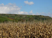 Blick nach Norden zum Kaiserstuhl bei Wasenweiler 15.10.2009 - Mais