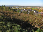 Blick vom Brunsberg nach Westen �ber Malterdingen zu Riegel und Kaiserstuhl am 27.10.2009