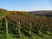 Blick zwischen Krotteneck und Adlinsberg bei Malterdingen nach Nordosten am 27.10.2009  