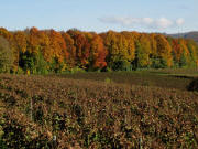 Blick zwischen Krotteneck und Adlinsberg bei Malterdingen nach Nordosten am 27.10.2009  