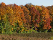 Blick zwischen Krotteneck und Adlinsberg bei Malterdingen nach Nordosten am 27.10.2009  