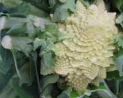 Romanesco am 14.11.2009 - bl�ht weniger als Blumenkohl
