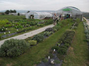 Blick nach S�den zum Kr�utershop von Friderich in Sasbach am 18.9.2009