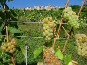Blick nach Nordwesten hoch zur Hochburg am 6.9.2009