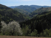 Blick von Laitenbach nach Osten �bers Wiedenbach-Tal zum Hochgescheid am 29.4.2010