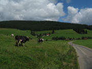 Blick nach Osten �bers Schildwende-Str��chen zum Berggrunderhof 